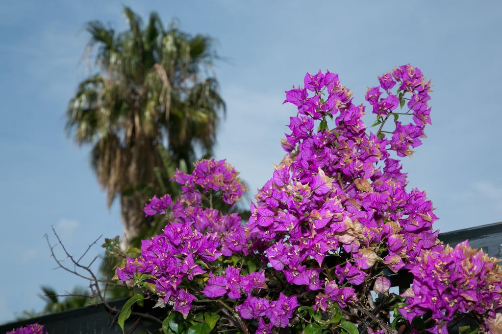 Altos De Marbella